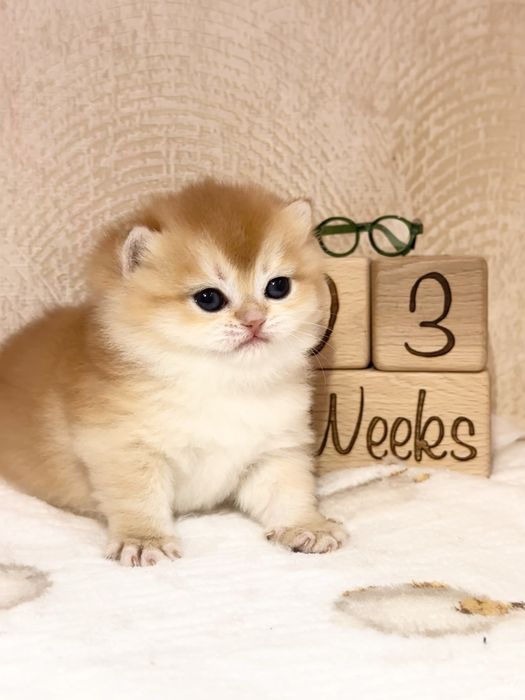Британские котята золотые