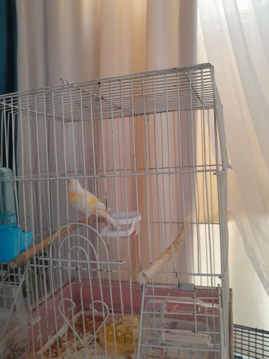 Продам канарейк молодые самсы