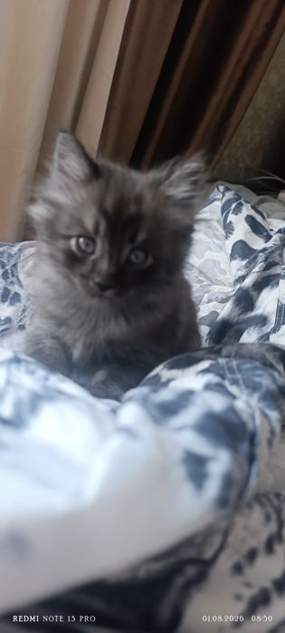 Отдам котёнка в добрые руки.