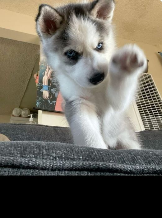 Husky siberian baetel