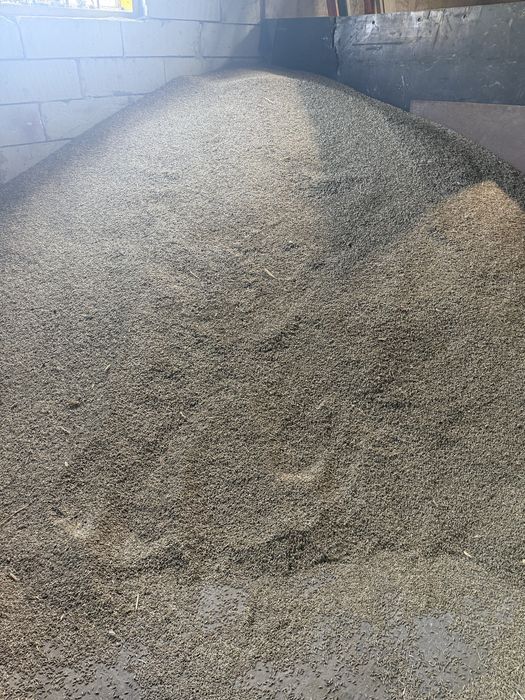 Vând secară, 1,5lei kg