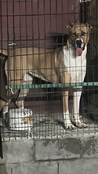 Продам щенка тобет