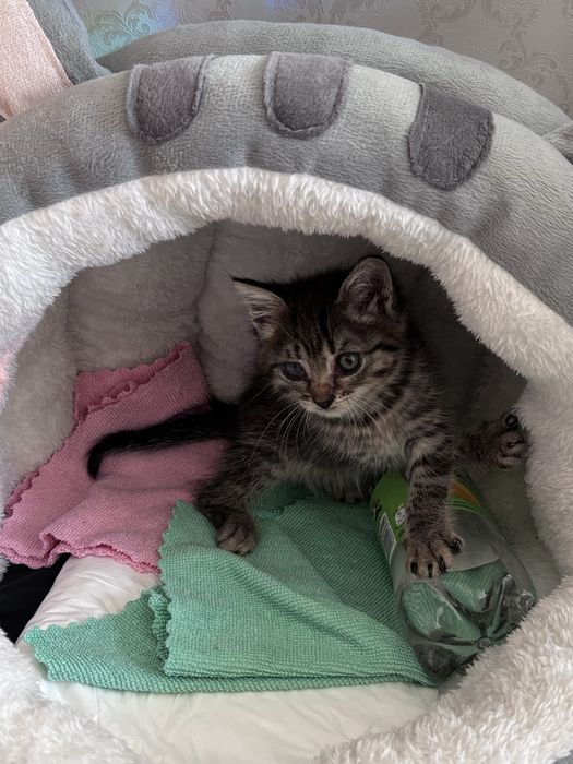 Котенок пиратка