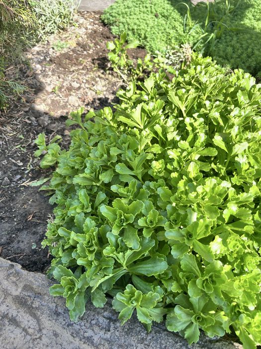 Можжевельник вингирский, сосна эльдарская,