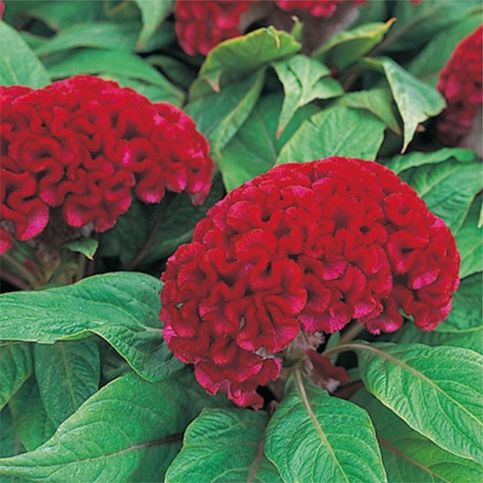 Цветы в ассортименте