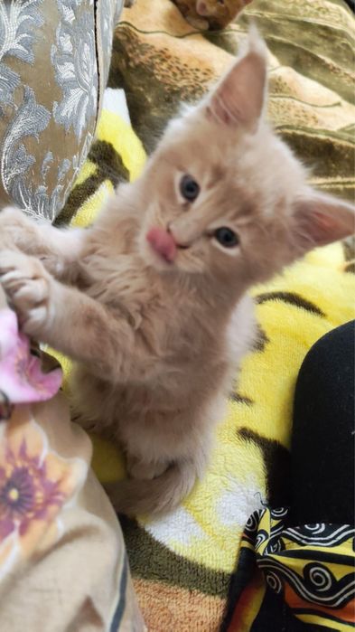 Котята мейн кун (великаны)