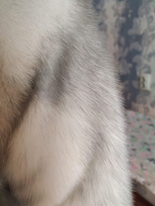 Греция ШУБА оригинал(NAFA EGO)