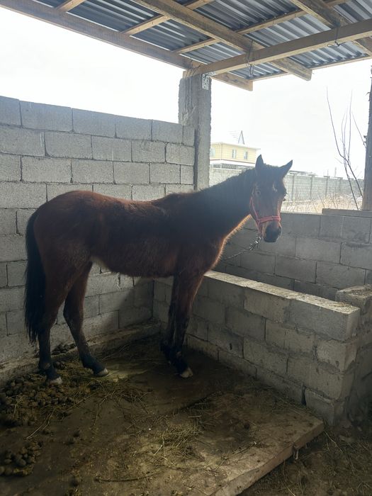 Көкпар тай сатылады 1.5 полтарашка