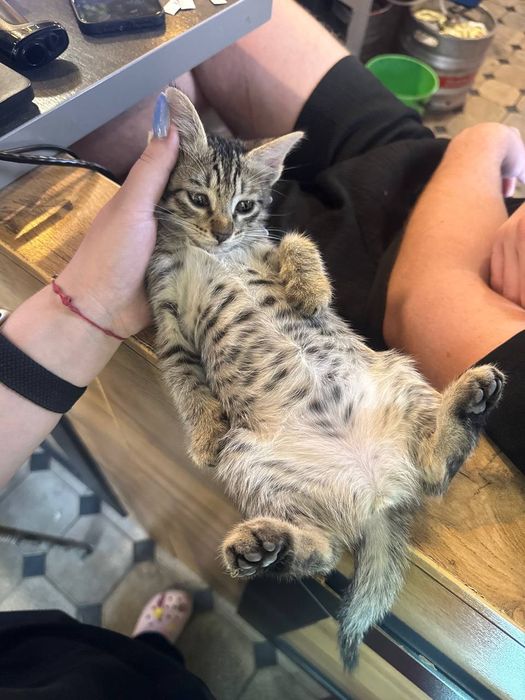 В добрые руки котята