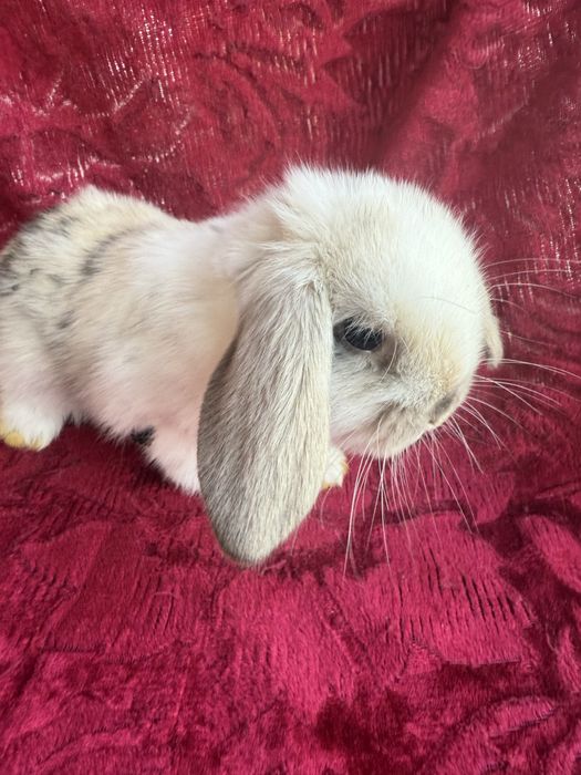 Продаются крольчата карликового барана.