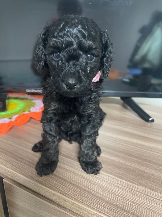 Щенки той пудель