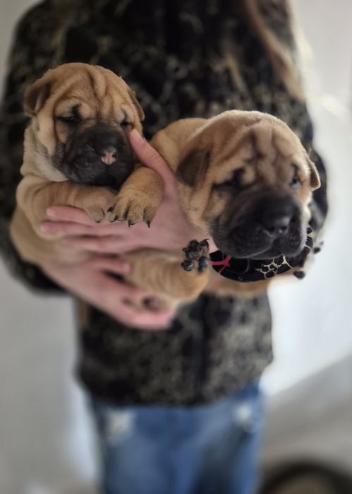 Shar pei drăgălași