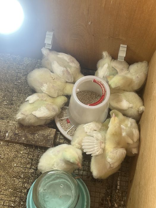 Цыплята бройлеры продам