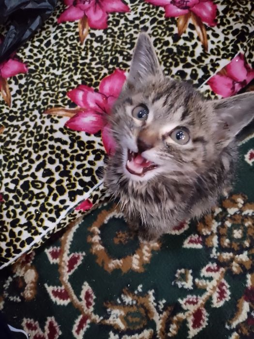 Кошка тигрица ма