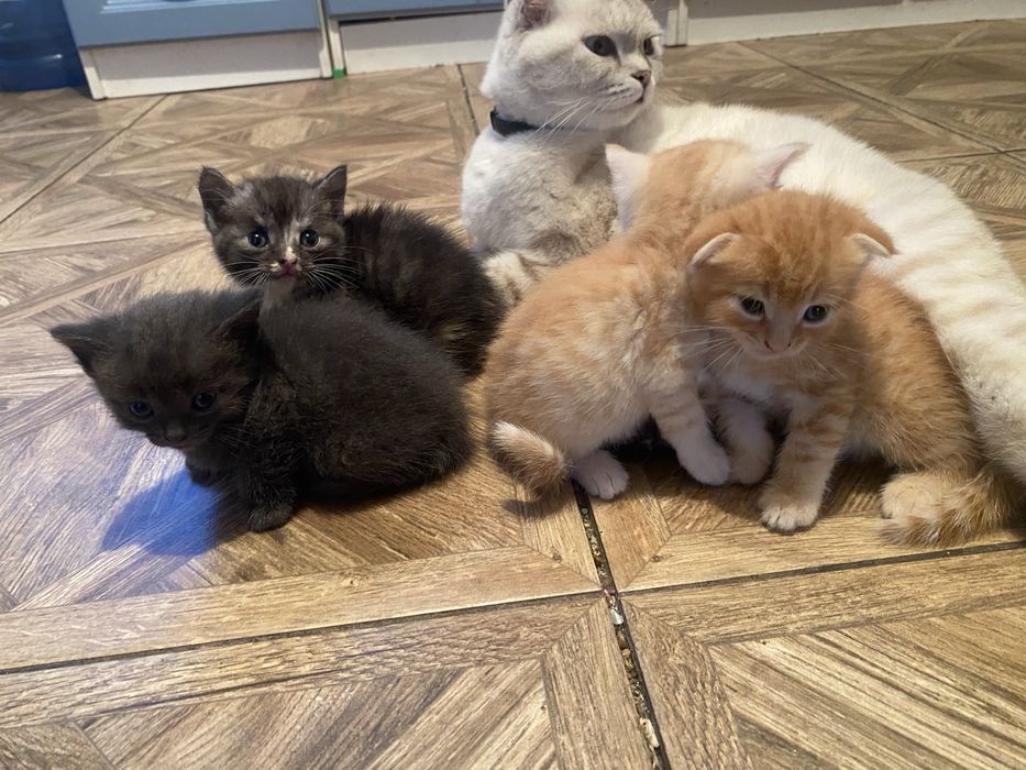 Продам Котят Шатландских