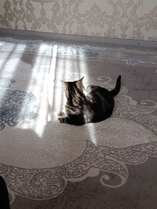 Аристократ, мальчик 2 года