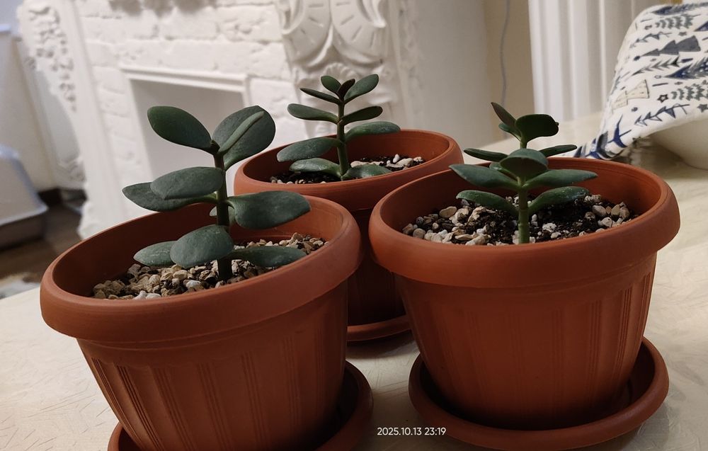 Денежное дерево (крассула, толстянка)