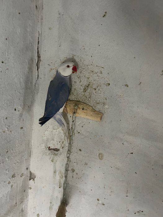 Малък Александър