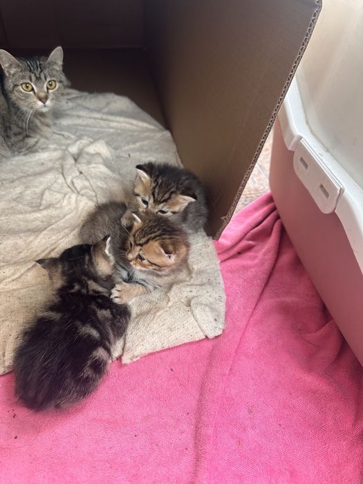Котята в добрые ручки.