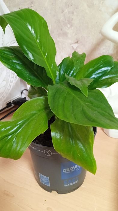 Цветок женское счастье