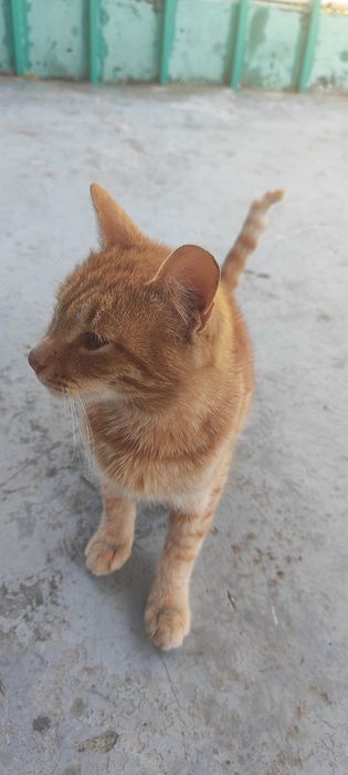 Отдам кота в добрые руки