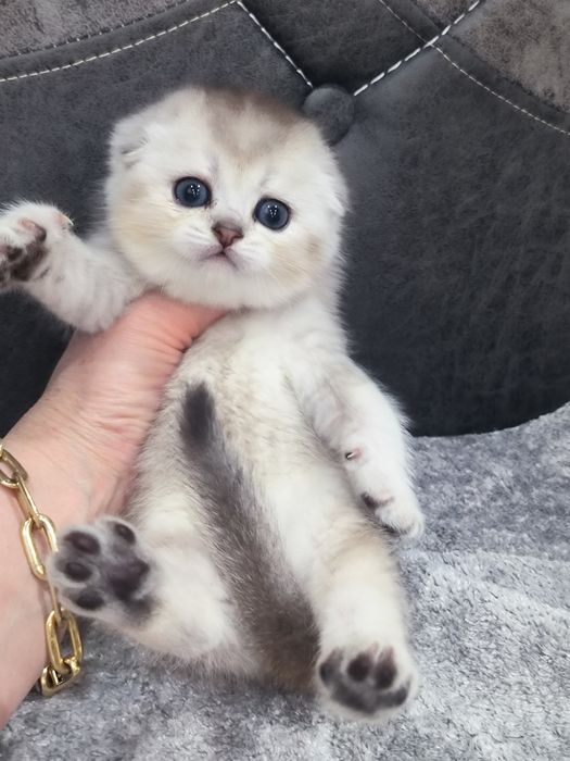 Чистокровные котята