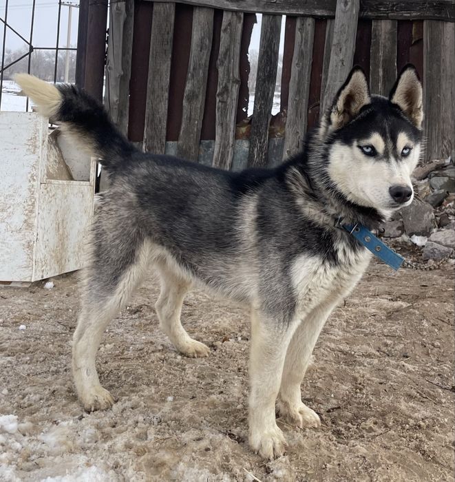 Сибирский Хаски.