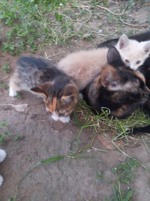 Отдам красивых котят
