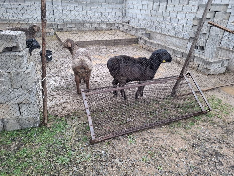 Қошқарлар сатылады семіз