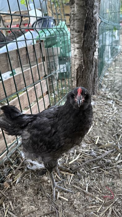 Cocosi Ameraucana