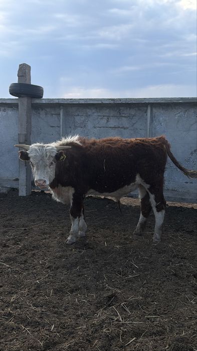 Продам 11 кастратов