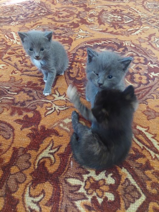 Котята в добрые руки