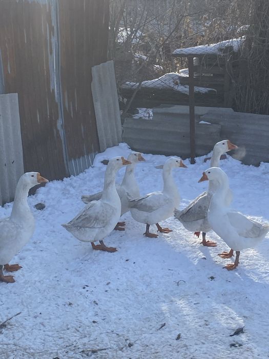 Продам гусеййййй