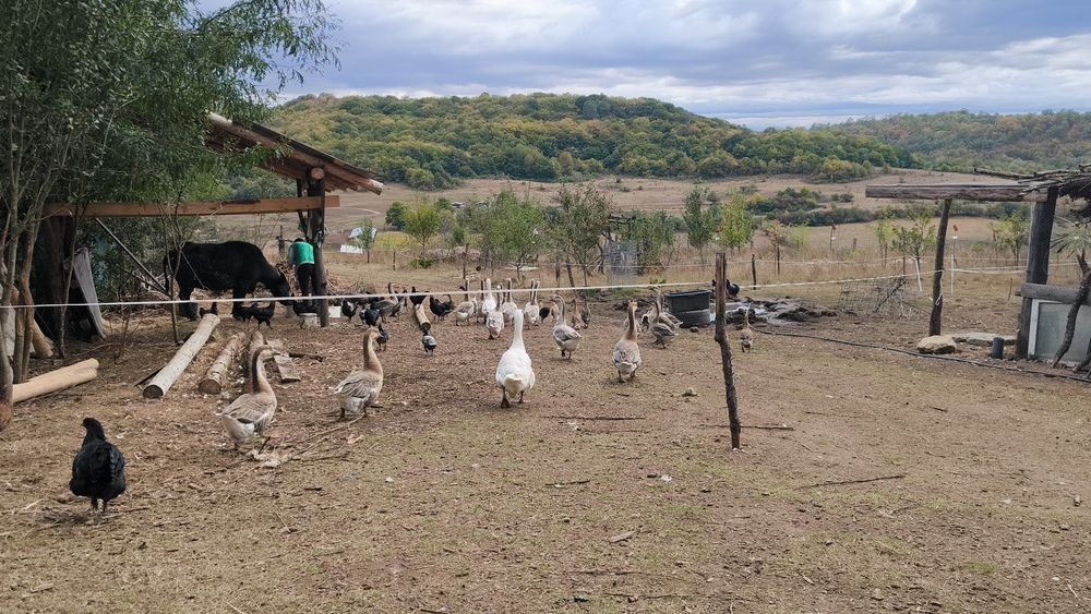 Vând gâște, rațe și pui