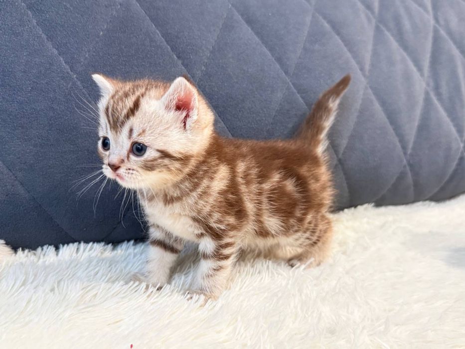 Продам британского котенка