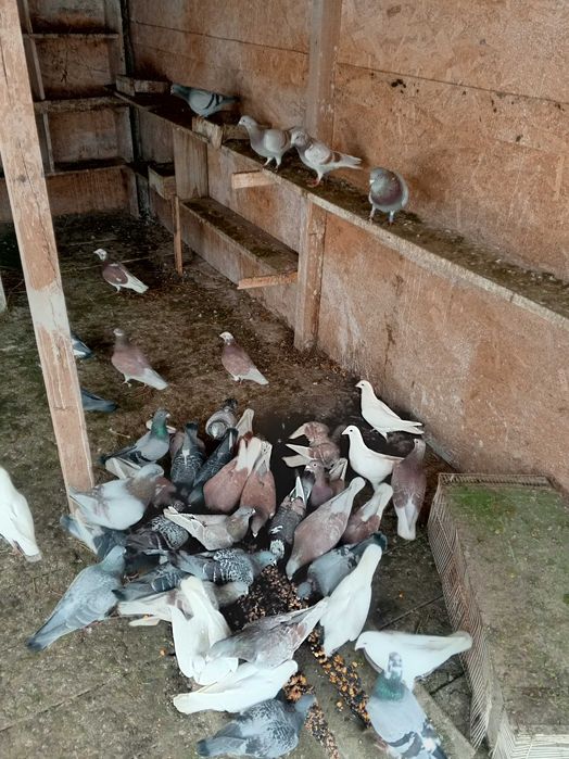 Porumbeii de vânzare