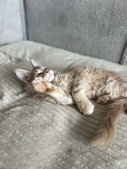 Котенок мейн кун