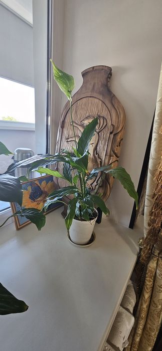 Цветы-Женское счастье