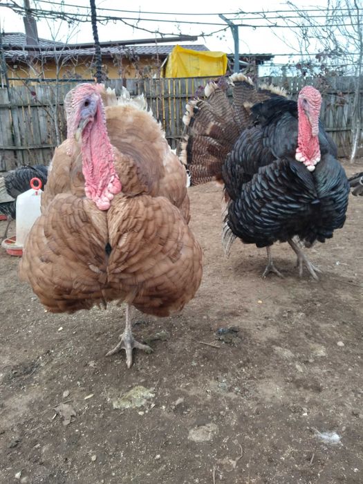 Vând curcă împreună cu pui săi