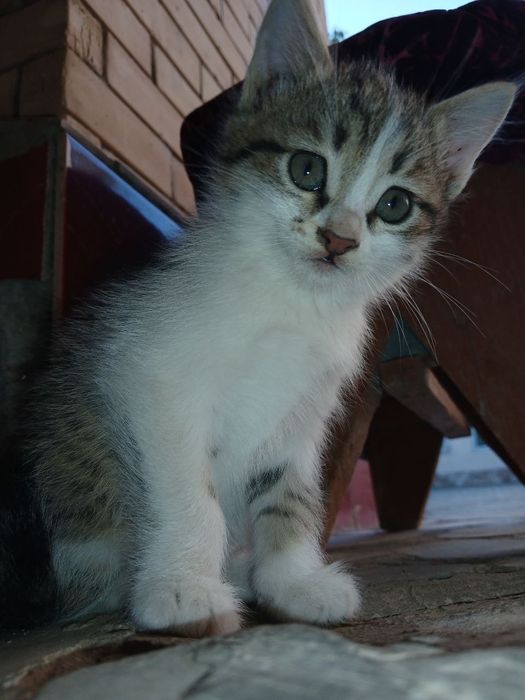 Отдам даром котенек