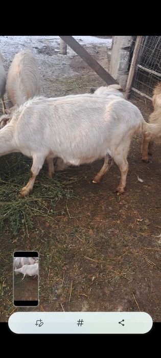 Capre gestante vand sau schimb am si capre sterpe de taiat