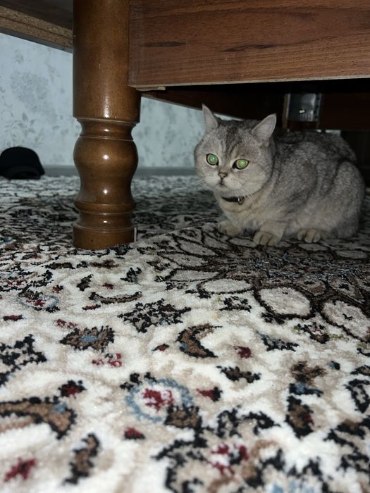 Mushuk yaxshi parodali soglom hujjati bor yaxshi qolga beraman faqat.