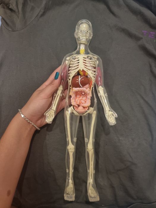 Модел човешкото тяло