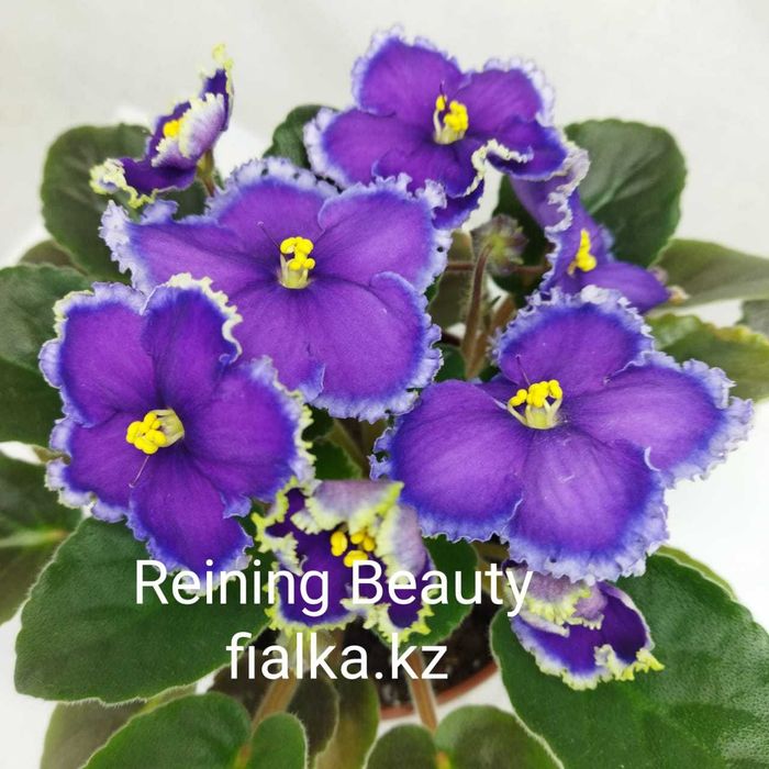 Сортовые фиалки!