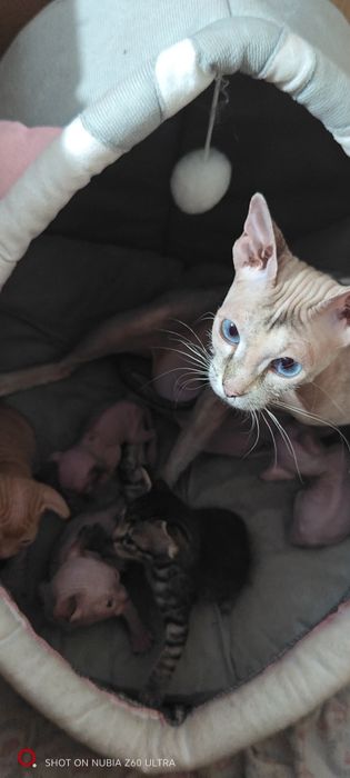 Котята Донского сфинкса