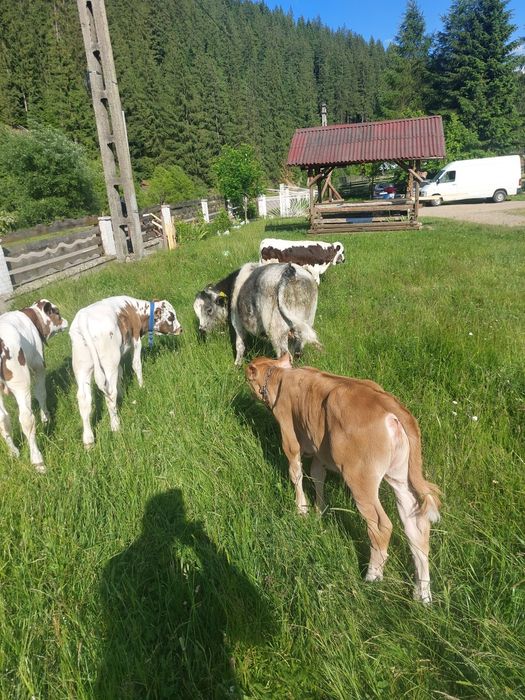 Tauras albastru și baltat