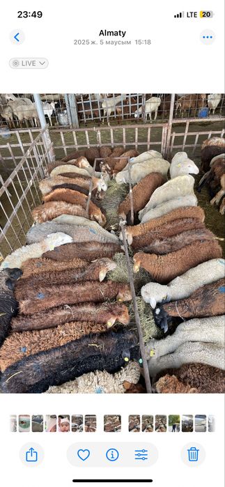 Бараны баран Қойлар қой Доставка