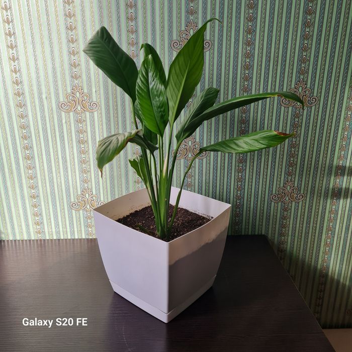 Декоративные комнатные цветы