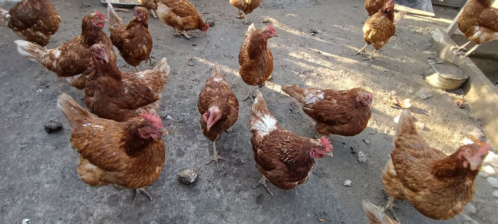 Куры Ломан Браун курица