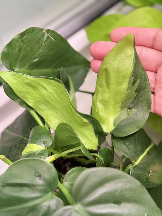 Филодендрон бразил